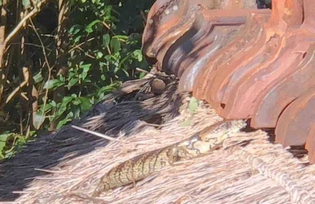 Cabane Tiny Tree House no4 - Foto 25