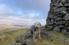 Bronfelin & Troed-y-rhiw Holiday Cottages - Foto 44