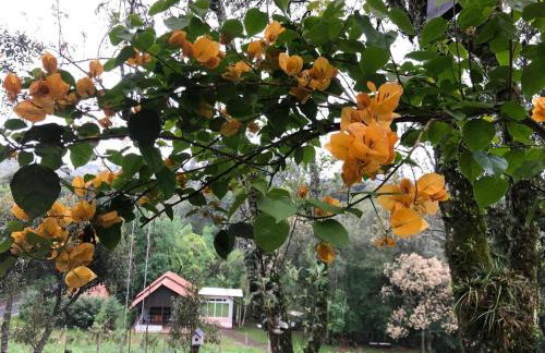 Chalé com Vista para Vinhedo e Natureza - Foto 28