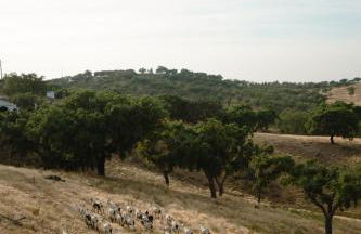 Herdade Vale de Cabras - Foto 21