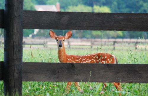Villa Maud - Foto 27