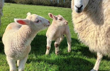 Rural Farm Stay with 6 cottages, 4 miles to Barnstaple, Pet friendly, Daily animal experiences, Outdoor heated pool, Games barn, Free fast WiFi, Free parking - Foto 15