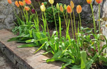 Casa Vacanze IL BOSCACCIO "Casa Serena" - Foto 35