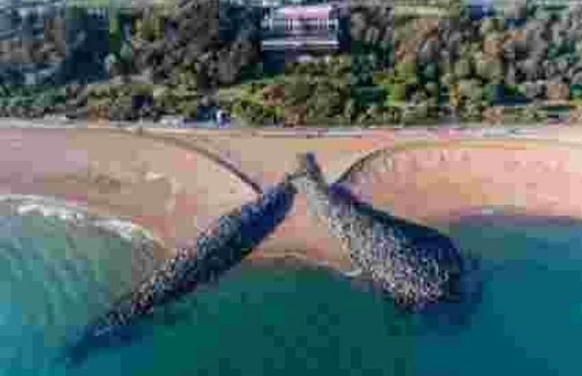 Folkestone - 1BR Apartment - Sauna - Pet Friendly - Foto 7