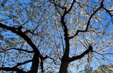 Ferienhaus am Beverinsee - Foto 21