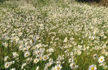 Butterfly Factory - Foto 41