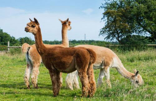 Goose Shed Rural Farm Cottage in Stelling Minnis Canterbury - Area of Outstanding Natural Beauty - Foto 22