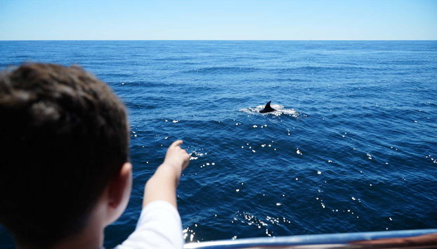 Vilamoura Dolphin Spotting - Foto 4