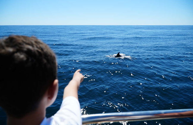 Vilamoura Dolphin Spotting - Foto 4