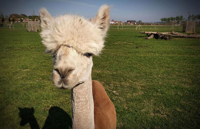 Tasteful Mansion in Lichtervelde with Hot Tub - Foto 23