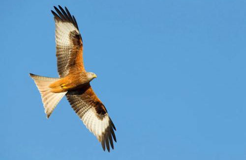 Pencastell Views Pod With Stunning Views - Foto 18