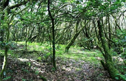 Casa Askanova - Foto 50