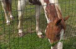 Au grand galop - Foto 14