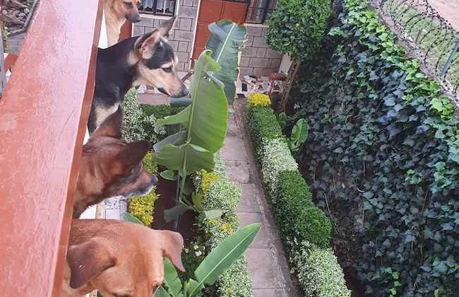 Achill Houses - Foto 56