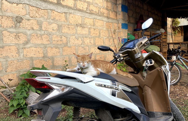 Mama's House - Photo 16