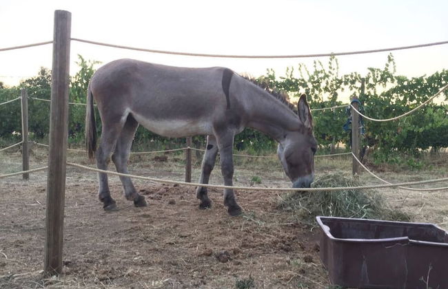 Casa Girasole Agriturismo Le Selvole Tuscany - Foto 26