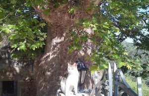 Traditional House Koukounara - Foto 44