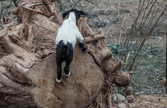 Olive Grove Guest Farm - Foto 27