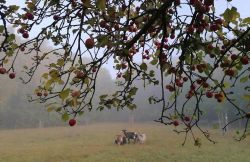 Ferienwohnungen an der Hufeland-Therme - Foto 27