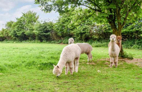 Birch Lodge - Uk30006 - Foto 34