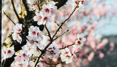Ferienwohnung Südpfalz mit Fernblick - Foto 2
