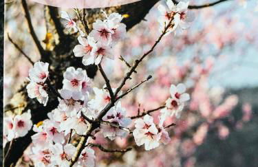 Ferienwohnung Südpfalz mit Fernblick - Foto 2