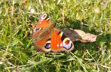 Dom wakacyjny nad jeziorem Zajączkowskim - Foto 43