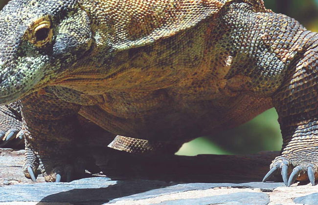 Palmitos Park Ticket - Photo 1