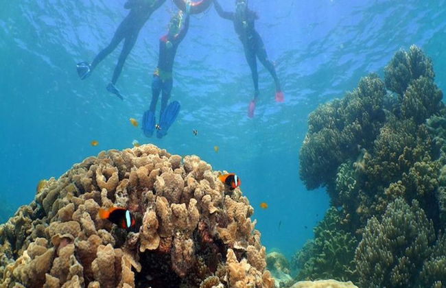 Cruzeiro Ocean Spirit Michaelmas Cay - Foto 6
