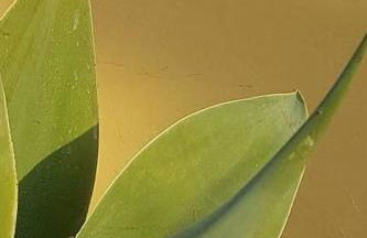 Magical VILLA CASA KOI in Sao Bras de Alportel - Foto 45