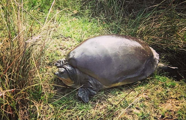Safari privato nel Parco Nazionale di Wilpattu - Foto 7