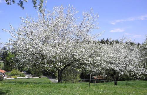 Ferienwohnung Fritzenwenger - Foto 17