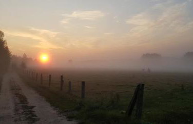 Zdalnie z Lasu - Siedlisko w Puszczy Białowieskiej - Foto 39