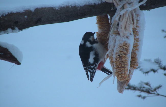 The Sanfurano - Foto 73