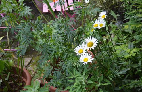 Countryside Tiny House - Photo 35