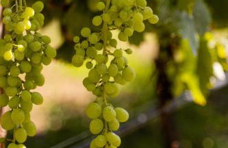 Vinte-Quinta da Boavista - Foto 131