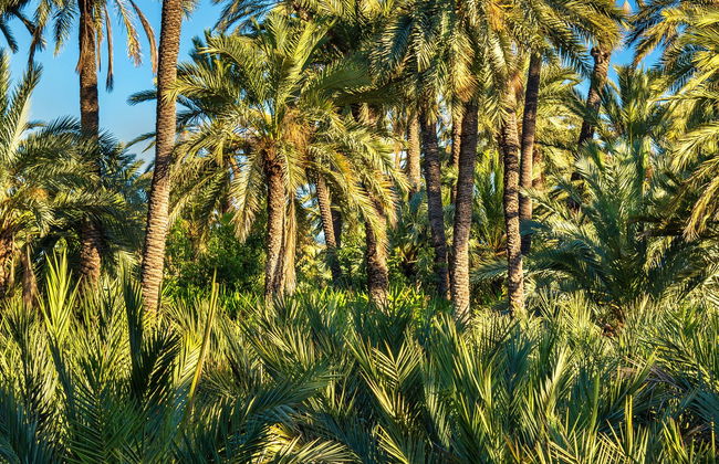 Tour in Gandia - Foto 3