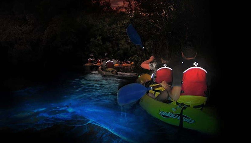 El Bosque de Manglares Rojos