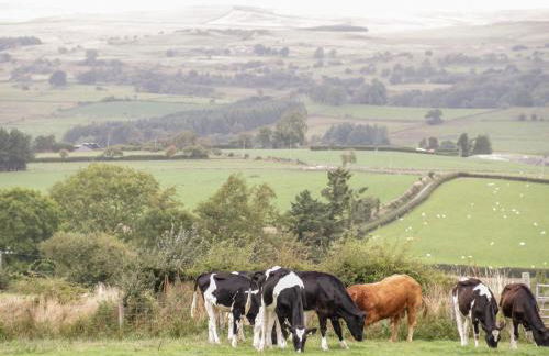 Bryn Dedwydd Cottage - Photo 23