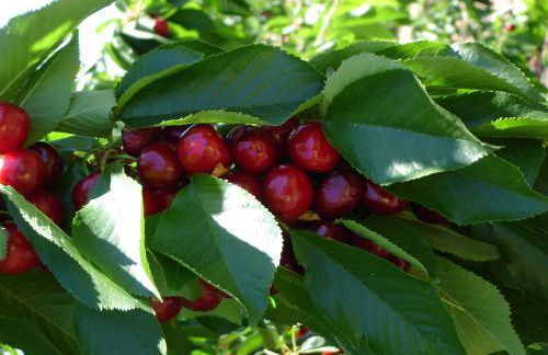 Abuela Pastora - Foto 18