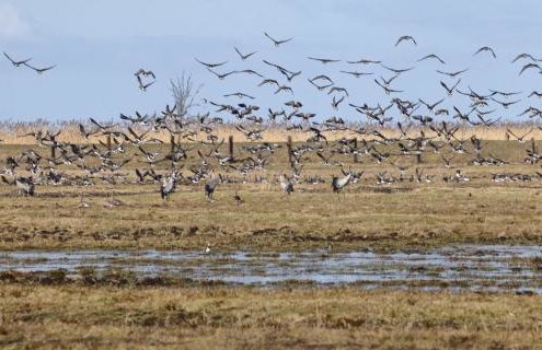 Kopice " Kowalczyk In Nature Parks Blue Velo" - Foto 46