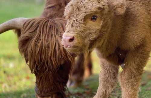 Boswachtershuis Goed Malberg - Foto 16