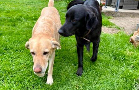 Badischhaus am Waldrand & Weitblick - Foto 42