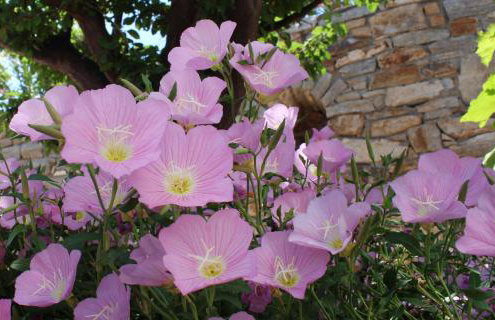 Ikaria Utopia - Cusco Studios - Photo 60