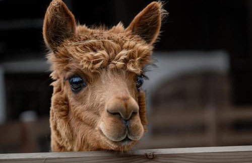 Schauerhof - Photo 13