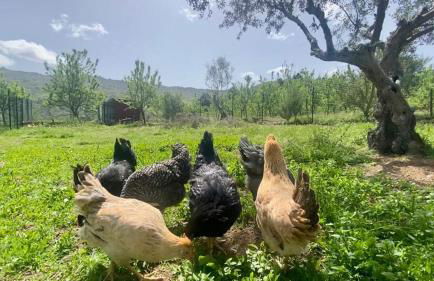 Special Farmstay, Faia-Guarda - Foto 53