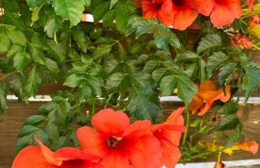 Secreta Vista - Foto 59