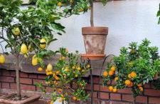 Villa Charlotte - Foto 20