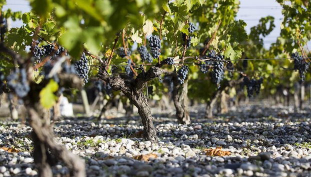 Private Tour nach Pessac-Léognan: Wiege großer Weine - Foto 5, Das einzigartige Terroir in Pessac-Léognan: Böden, Klima und Tradition