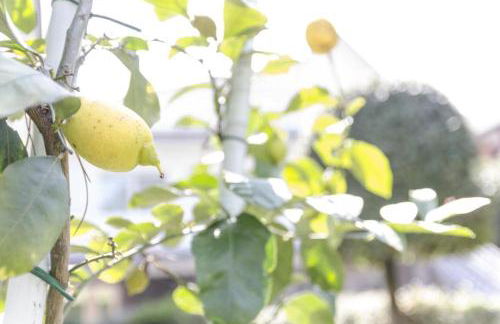 Appartamenti Federica 12T - Foto 16